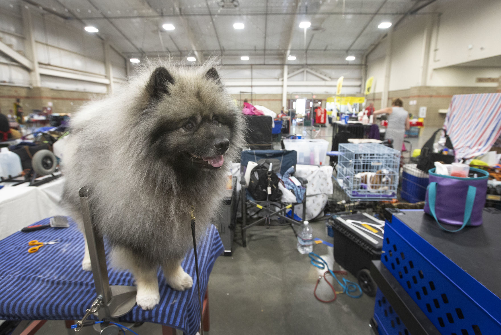 Yellowstone Valley Kennel Club All Breed Dog Show